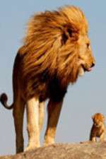 Watch Lions On The Move 123MoviesFree