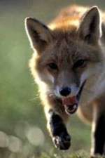 Watch Fox Wars 123MoviesFree