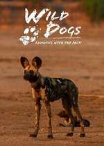 Watch Wild Dogs: Running with the Pack 123MoviesFree