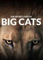 Watch The Secret Lives of Big Cats 123MoviesFree