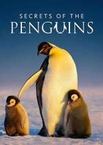 Watch Secrets of the Penguins 123MoviesFree