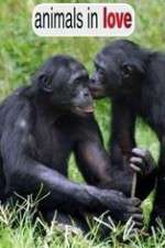 Watch Animals in Love 123MoviesFree