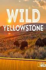 Watch Wild Yellowstone 123MoviesFree