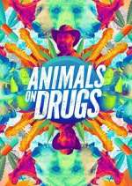 Watch Animals on Drugs 123MoviesFree