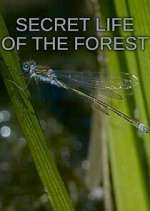 Watch Secret Life of the Forest 123MoviesFree